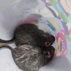 デグー　オス　 2匹 