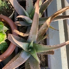 引越し処分　アロエヴェラの画像