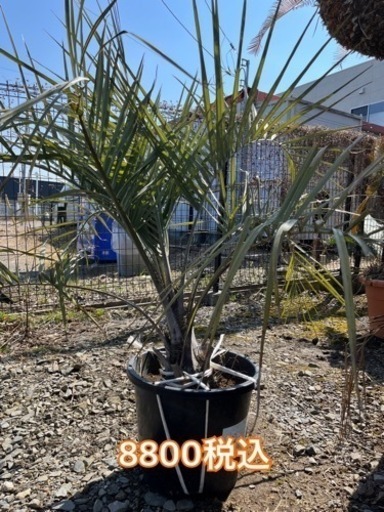 ココスヤシ　小さいサイズから　早い者勝ち