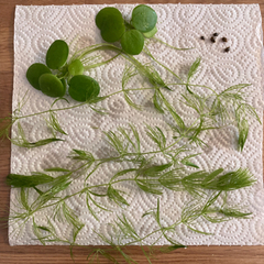 水草2種の画像