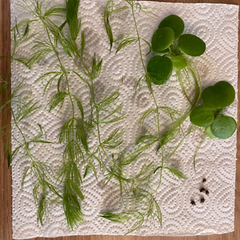 水草2種の画像