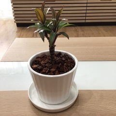 観葉植物3