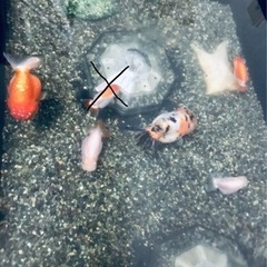 金魚