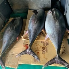 新鮮マグロ　リピーター様続出中！の画像