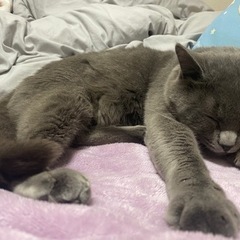 新しい飼い主さん探しています