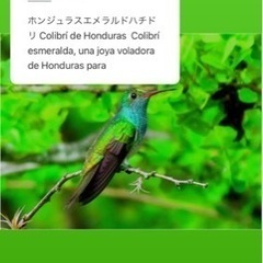 ホンジュラスエメラルドハチドリColibrí esmeralda...