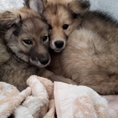 里親決定！有難うございました！　🆘保健所収容❗️臆病な野犬の子犬...