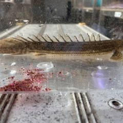 熱帯魚 ポリプテルスビキールビキールの画像
