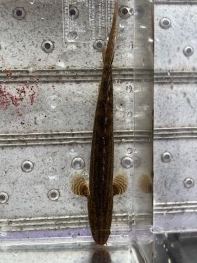 熱帯魚 ポリプテルスビキールビキール