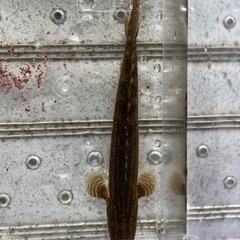 熱帯魚 ポリプテルスビキールビキール