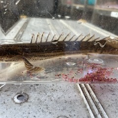 熱帯魚 ポリプテルスビキールビキールの画像