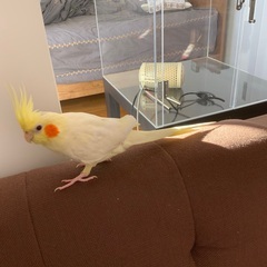 オカメインコを探しています - 助け合い
