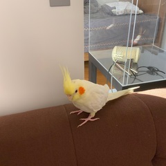 オカメインコを探しています - 手伝って/助けて