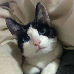 可愛いハチワレちゃんです‼︎