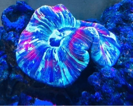 ☆特大サンゴ各種　トランペット オオバナ  激安！！