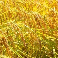 令和3年産　白米　