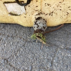 ローリータンク　500lの画像