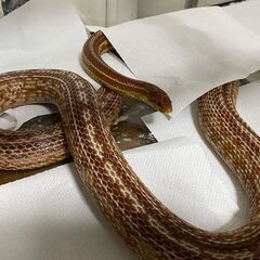コーンスネーク（テッセラ）