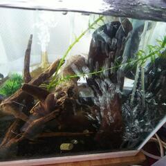 値段が下げます。水槽 色々ついてますよ。タナゴの画像
