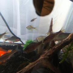 値段が下げます。水槽 色々ついてますよ。タナゴの画像