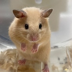 キンクマハムスター