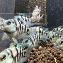 ブルータイガーパロット（熱帯魚）の画像