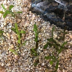 グッピー稚魚あげます