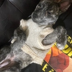 急募！！甲斐犬4ヶ月 - 岡山市