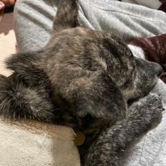急募！！甲斐犬4ヶ月 - 犬