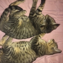 キジ猫ちゃん姉妹