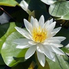 耐寒性睡蓮　カロニアナ・二ウェラ　１株