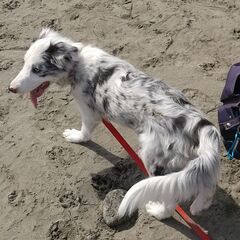 犬友募集！！の画像