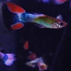 超🉐  SOS guppy 稚魚