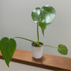 モンステラ 観葉植物 植物苗 