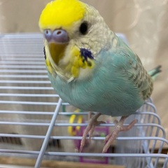 セキセイインコが迷子になり探しています。