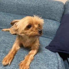 ヨークシャテリア(ネネ) - 相模原市