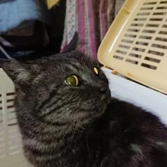 緊急！迷い猫 飼い主さん、または面倒を見てた人を探してます！