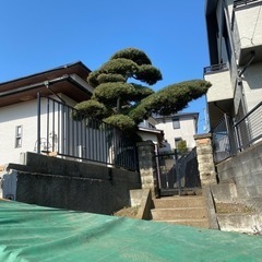 イヌマキ？植木の画像