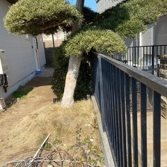 イヌマキ？植木の画像