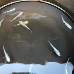 【2025.8.22更新】幹之めだかスーパー光　10匹の画像