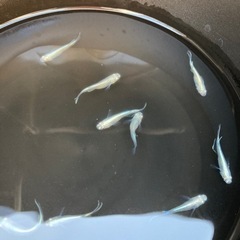 【2025.8.22更新】幹之めだかスーパー光　10匹の画像