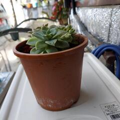 多肉植物300円の画像