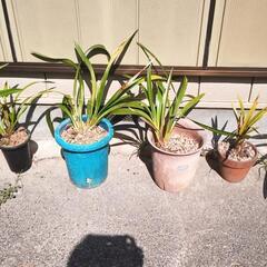 盆栽（植木地植え）各種、鉢（赤茶　大量　交換希望 - 助け合い