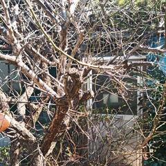 盆栽（植木地植え）各種、鉢（赤茶　大量　交換希望 - 足立区