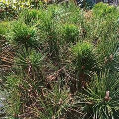 盆栽（植木地植え）各種、鉢（赤茶　大量　交換希望 - 買いたい/ください