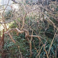 盆栽（植木地植え）各種、鉢（赤茶　大量　交換希望 − 東京都