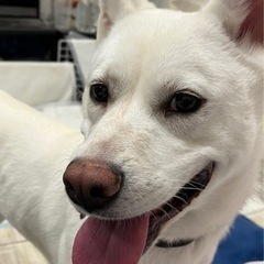 推定2歳の女の子🐶