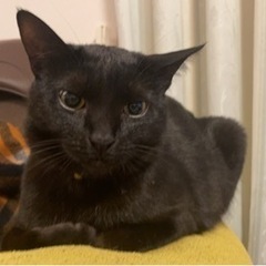 初の迷い猫　無事に戻りました