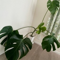 モンステラ【1000円】の画像