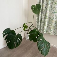 モンステラ【1000円】の画像